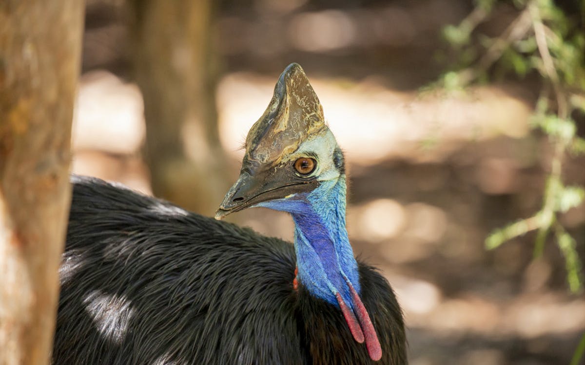 healesville sanctuary tickets-6 healesville sanctuary tickets-6