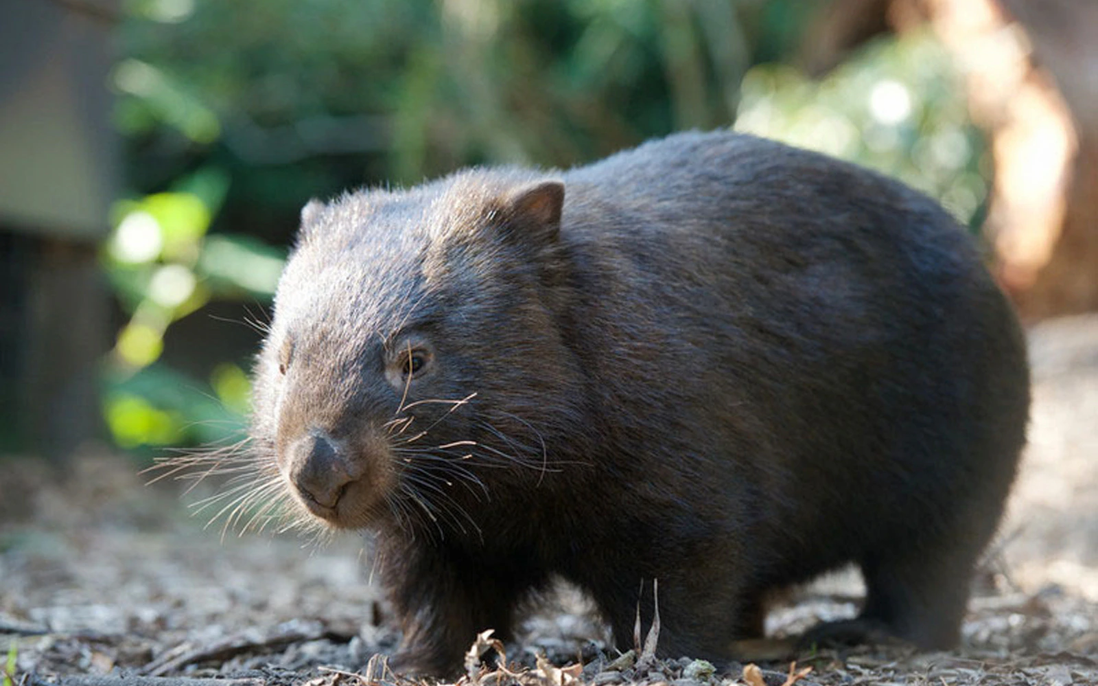 Wombat at Healesville Sanctuary, Australia.
