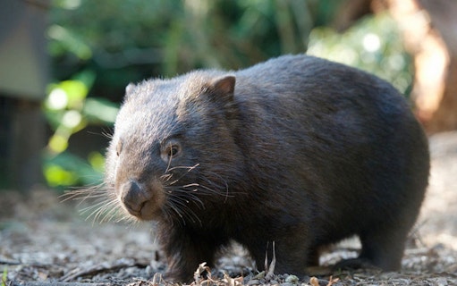 Wombat at Healesville Sanctuary, Australia.