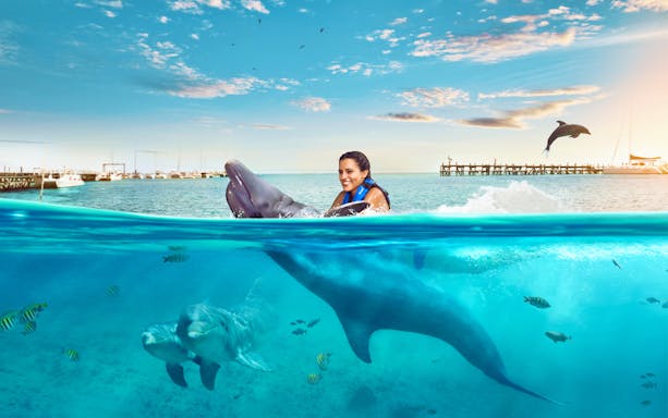 Person swimming with dolphins in Isla Mujeres, Mexico, with a pier and clear blue water.