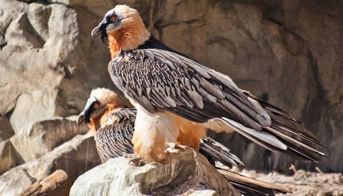 Alpine Zoo