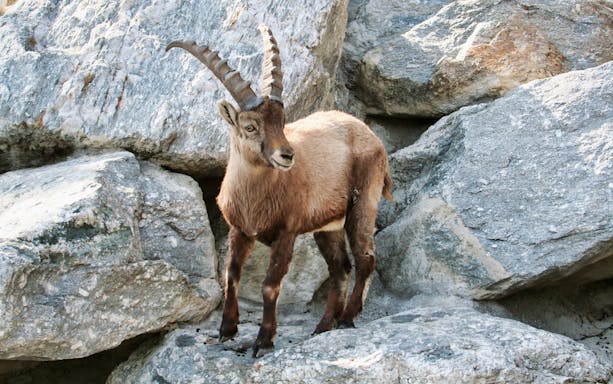 Alpine ibex standing on rocks at the Alpine Zoo, Innsbruck.