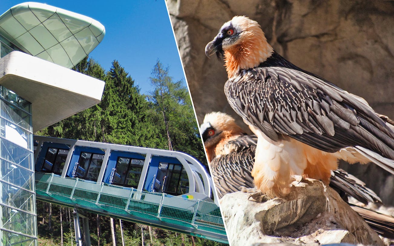 Hungerburgbahn funicular ascending with forest backdrop; bearded vultures at Alpine Zoo.
