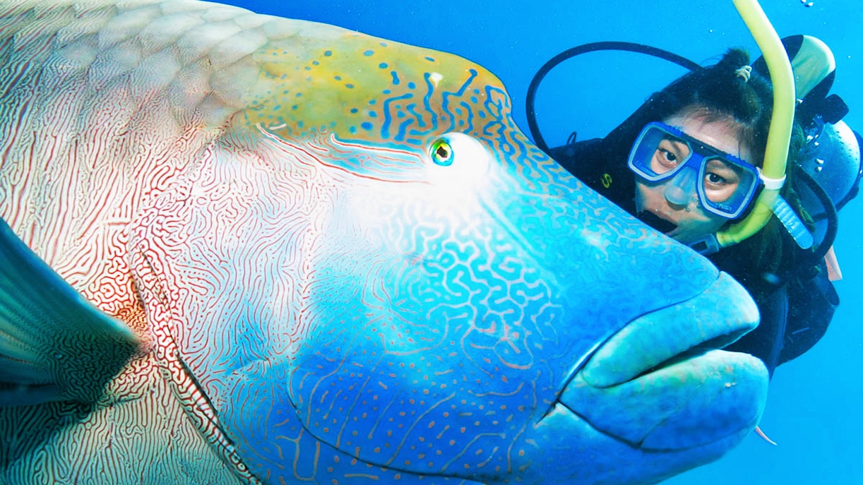 Diver encounters a large fish on the Great Barrier Reef Adventure Cruise.
