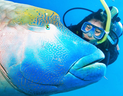 Diver encounters a large fish on the Great Barrier Reef Adventure Cruise.