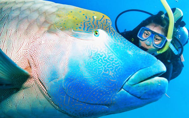 Diver encounters a large fish on the Great Barrier Reef Adventure Cruise.