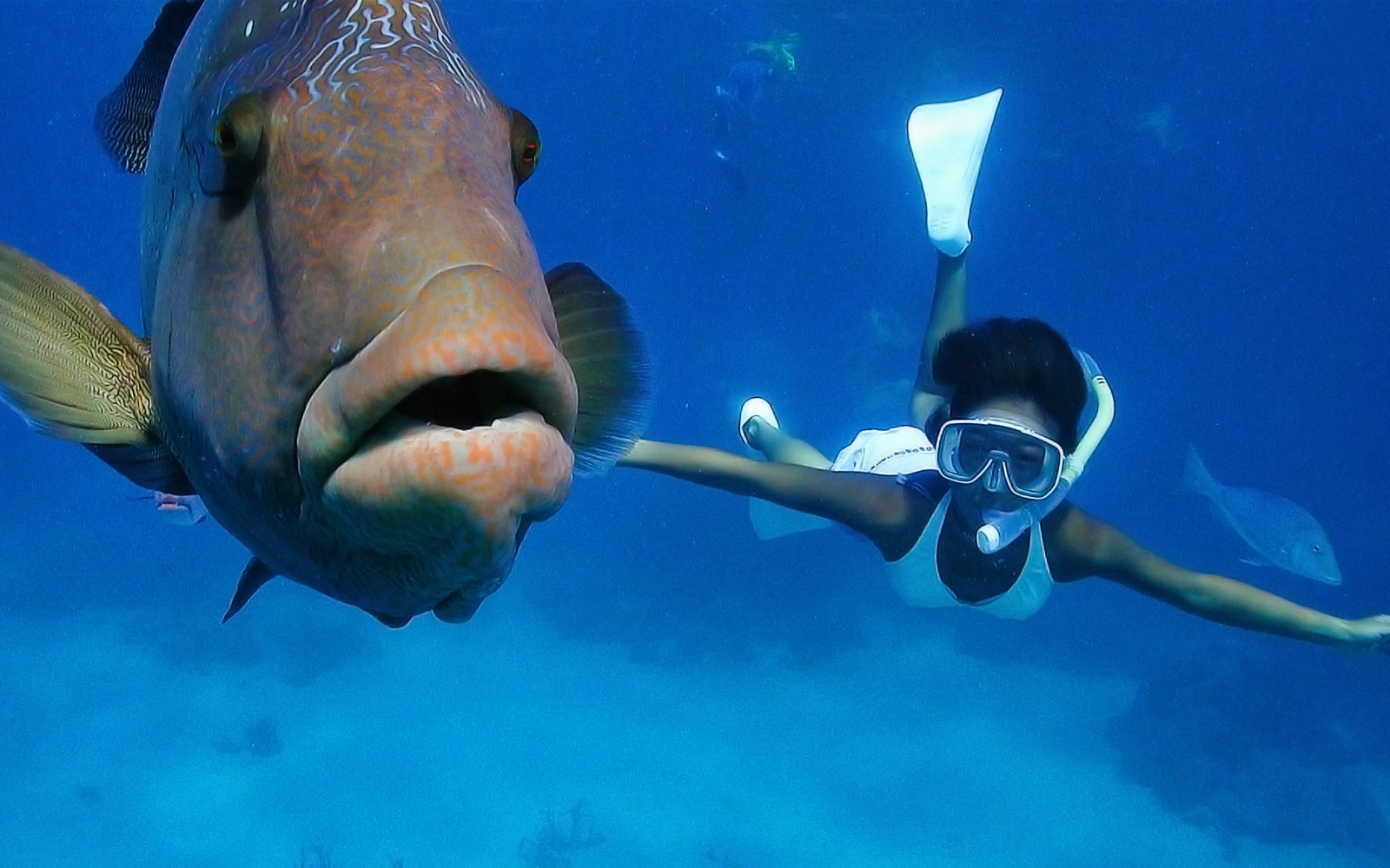 Snorkeler swimming alongside a large fish in the Great Barrier Reef.