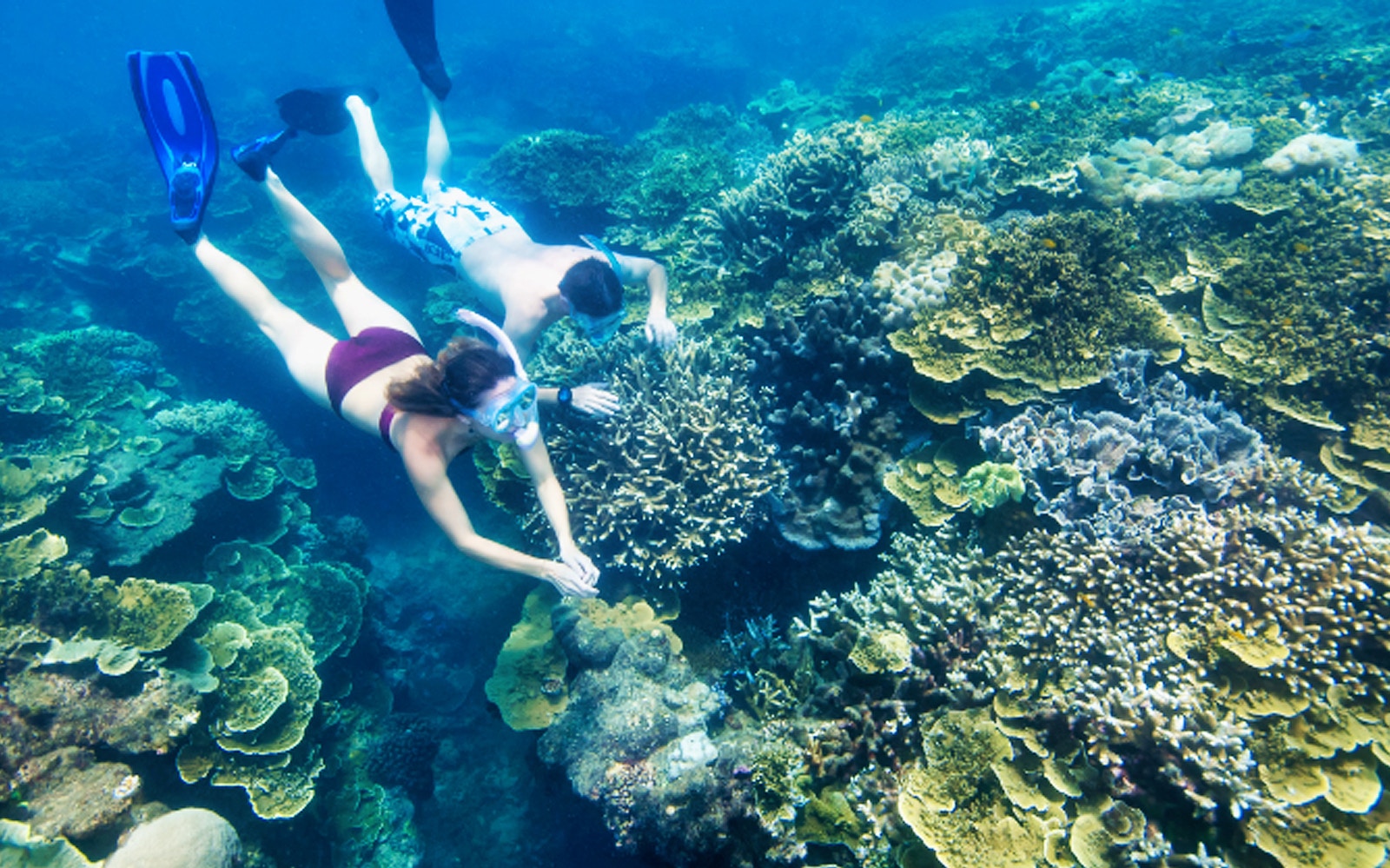 Snorkelers exploring vibrant coral reefs in the Outer Great Barrier Reef.