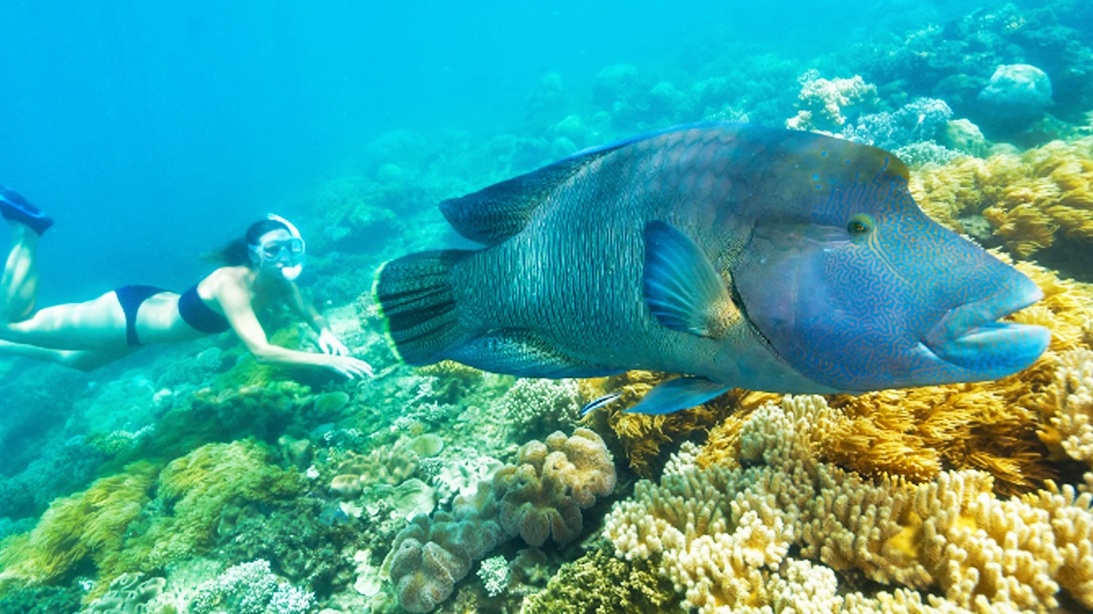 Snorkeler swimming near a large fish over vibrant coral at the Great Barrier Reef.