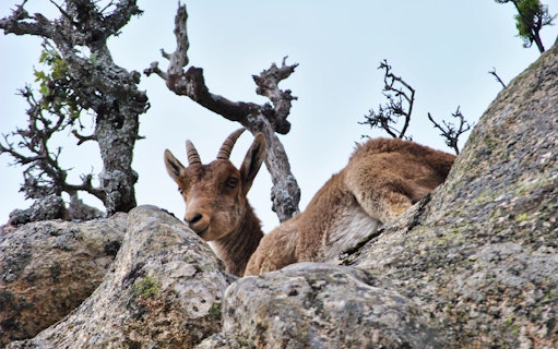 Wild goat resting on rocky terrain in Guadarrama National Park, Madrid.