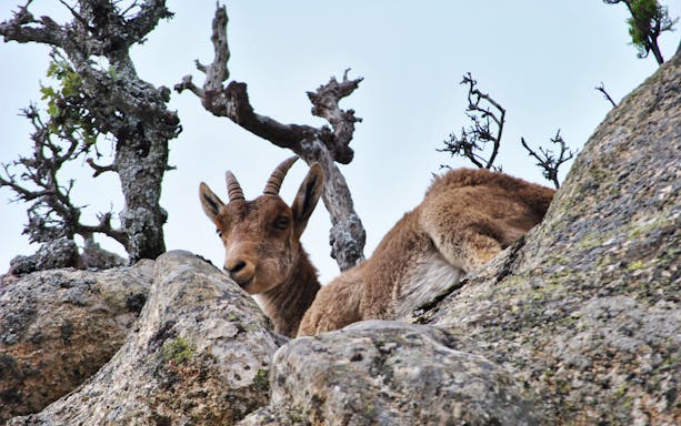 Wild goat resting on rocky terrain in Guadarrama National Park, Madrid.