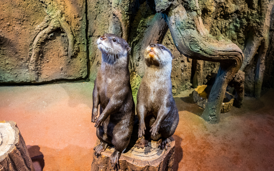 Otters at Dubai Aquarium & Underwater Zoo exhibit.