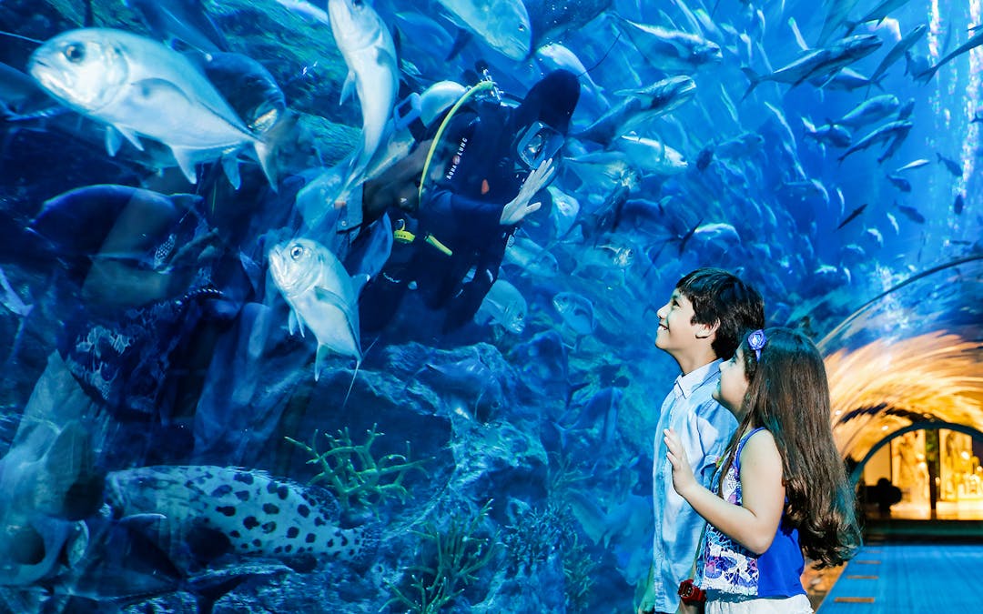 Book Dubai Aquarium Tickets Updated 21 Headout