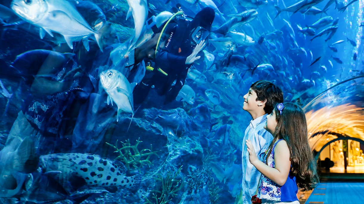 About Dubai Underwater Zoo