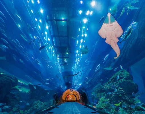 Dubai Aquarium Tank & Aquarium Tunnel