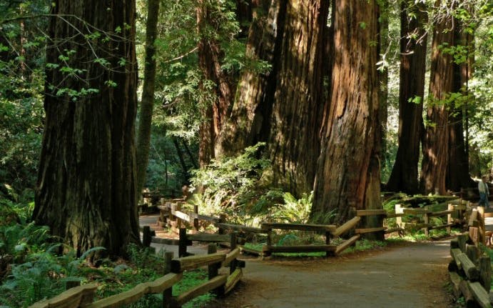 Muir Woods path with towering redwoods, part of Muir Woods & Sausalito with Alcatraz Tour.