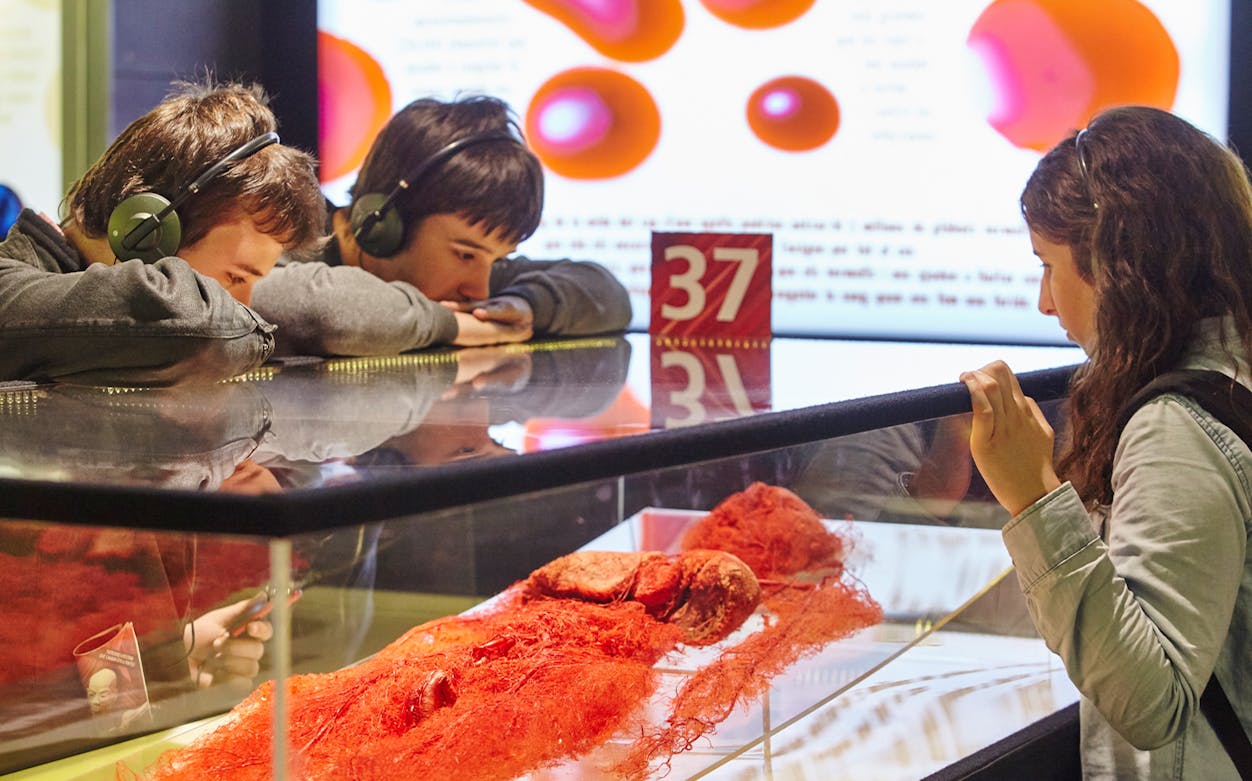 Visitors viewing anatomical display at Human Bodies Exhibition with audioguides.