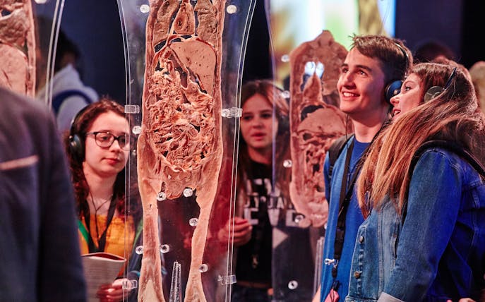 Visitors with audioguides viewing anatomical displays at Human Bodies Exhibition.
