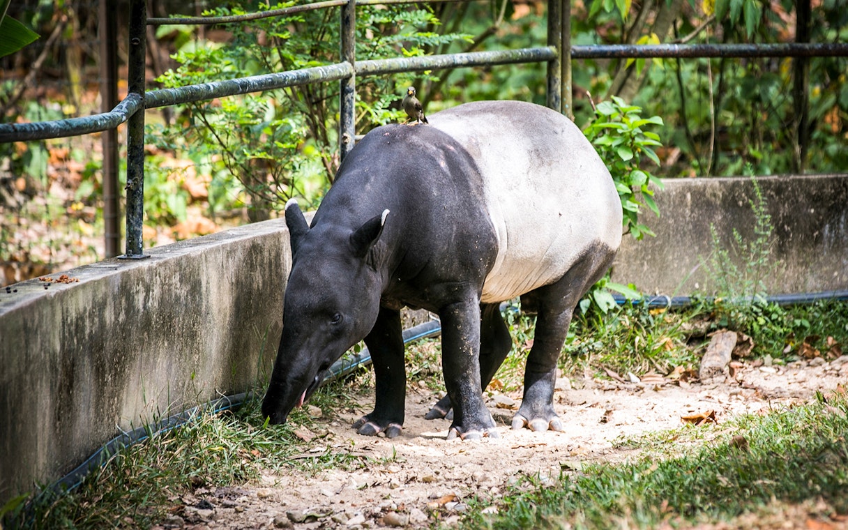 Tapir grazing at Zoo Negara's Panda Conservation Centre, Malaysia.