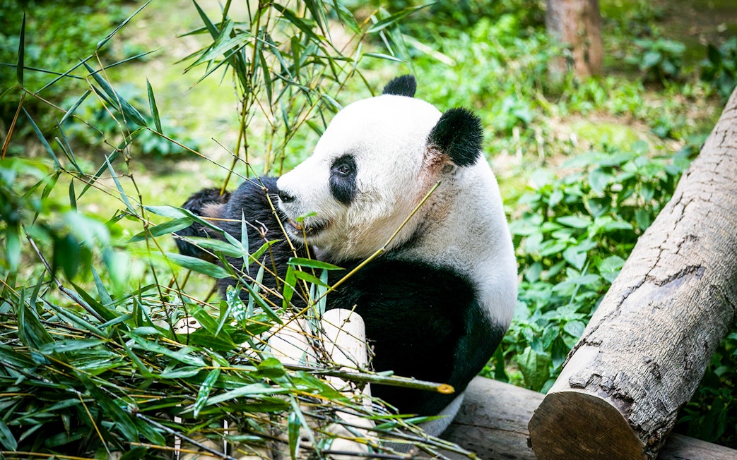 Panda eating bamboo at Zoo Negara's Panda Conservation Centre.