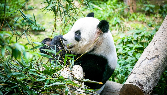 Panda eating bamboo at Zoo Negara's Panda Conservation Centre.