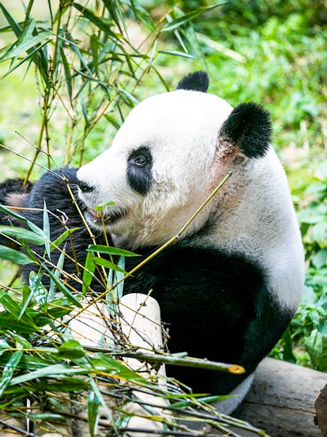 Panda eating bamboo at Zoo Negara's Panda Conservation Centre.