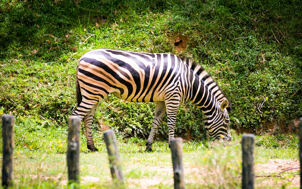 Zebra grazing at Zoo Negara, Malaysia.