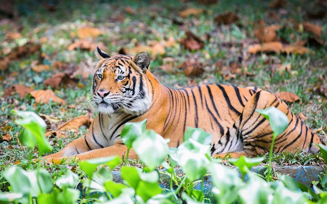 Tiger resting at Zoo Negara, Malaysia, part of the Sunway Lagoon Theme Park and Panda Conservation Centre combo.