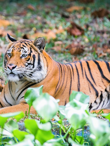 Tiger resting at Zoo Negara, Malaysia, part of the Sunway Lagoon Theme Park and Panda Conservation Centre combo.