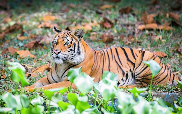 Tiger resting at Zoo Negara, Malaysia, part of the Sunway Lagoon Theme Park and Panda Conservation Centre combo.