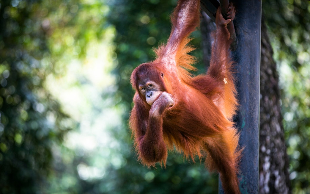 Orangutan hanging on a pole at Zoo Negara, Malaysia.