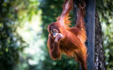 Orangutan hanging on a pole at Zoo Negara, Malaysia.