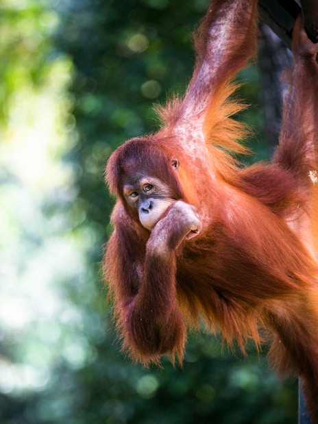Orangutan hanging on a pole at Zoo Negara, Malaysia.
