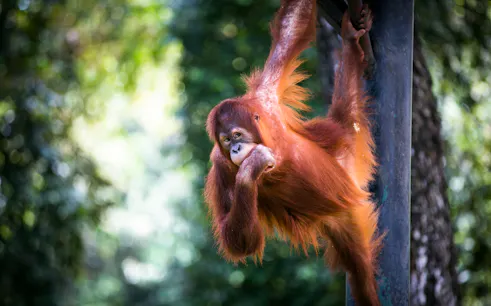 Orangutan hanging on a pole at Zoo Negara, Malaysia.