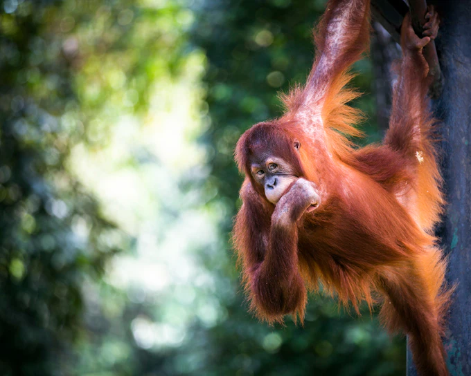 Zoo Negara & Panda Conservation Centre Tickets