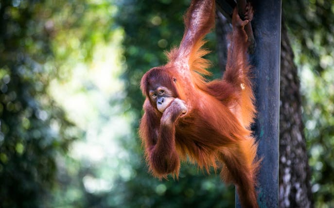 Orangutan hanging on a pole at Zoo Negara, Malaysia.