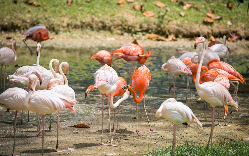 Flamingos gathered by a pond at Zoo Negara, Malaysia.