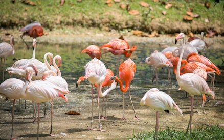 Flamingos gathered by a pond at Zoo Negara, Malaysia.