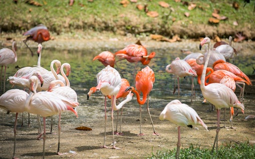 Flamingos gathered by a pond at Zoo Negara, Malaysia.