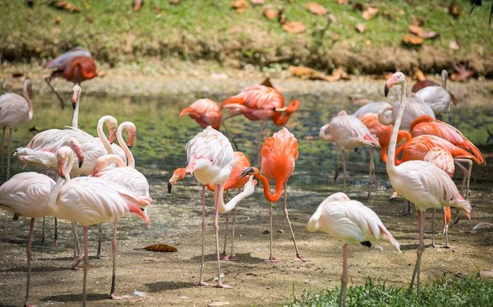 Flamingos gathered by a pond at Zoo Negara, Malaysia.