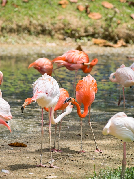 Flamingos gathered by a pond at Zoo Negara, Malaysia.