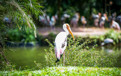 Stork by pond at Zoo Negara, Malaysia, near Panda Conservation Centre.