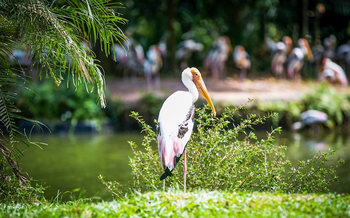 Stork by pond at Zoo Negara, Malaysia, near Panda Conservation Centre.