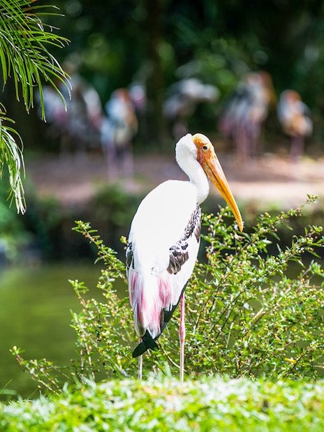 Stork by pond at Zoo Negara, Malaysia, near Panda Conservation Centre.