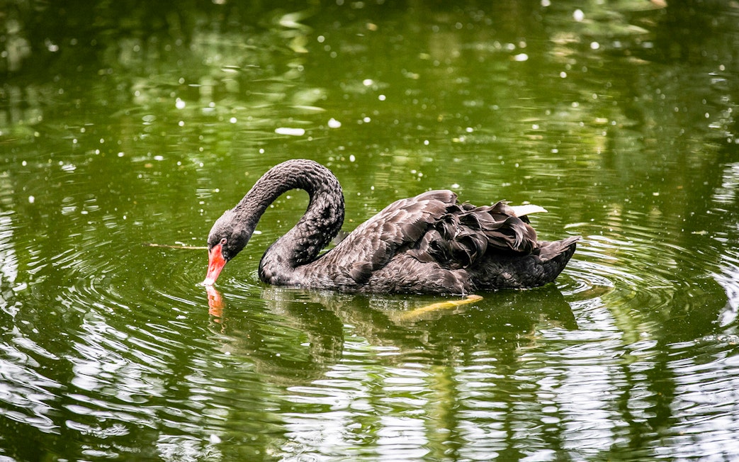 Black swan swimming in a pond at Zoo Negara, Malaysia.
