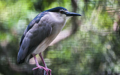 Bird perched on a branch at Zoo Negara, Malaysia.