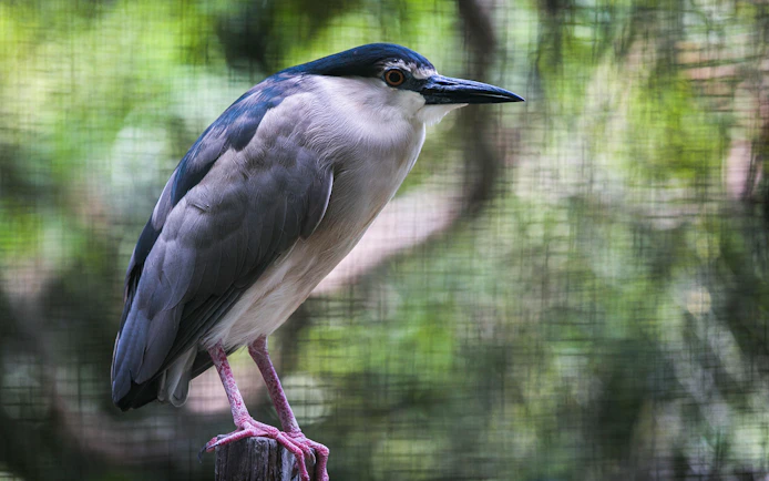 Bird perched on a branch at Zoo Negara, Malaysia.