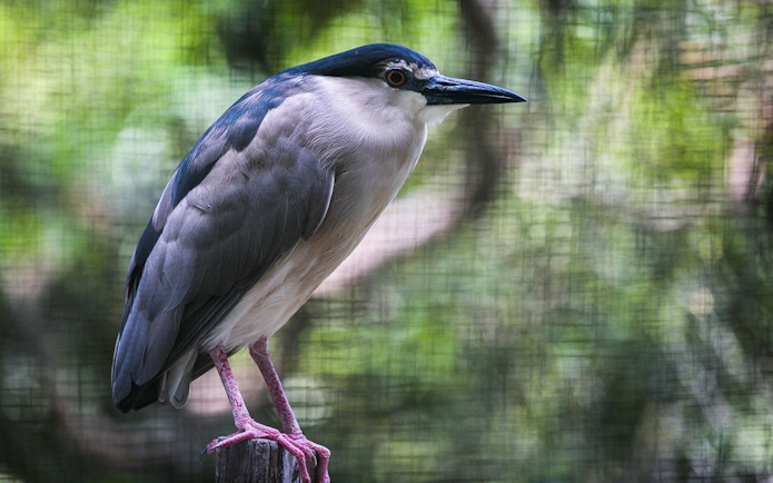 Bird perched on a branch at Zoo Negara, Malaysia.