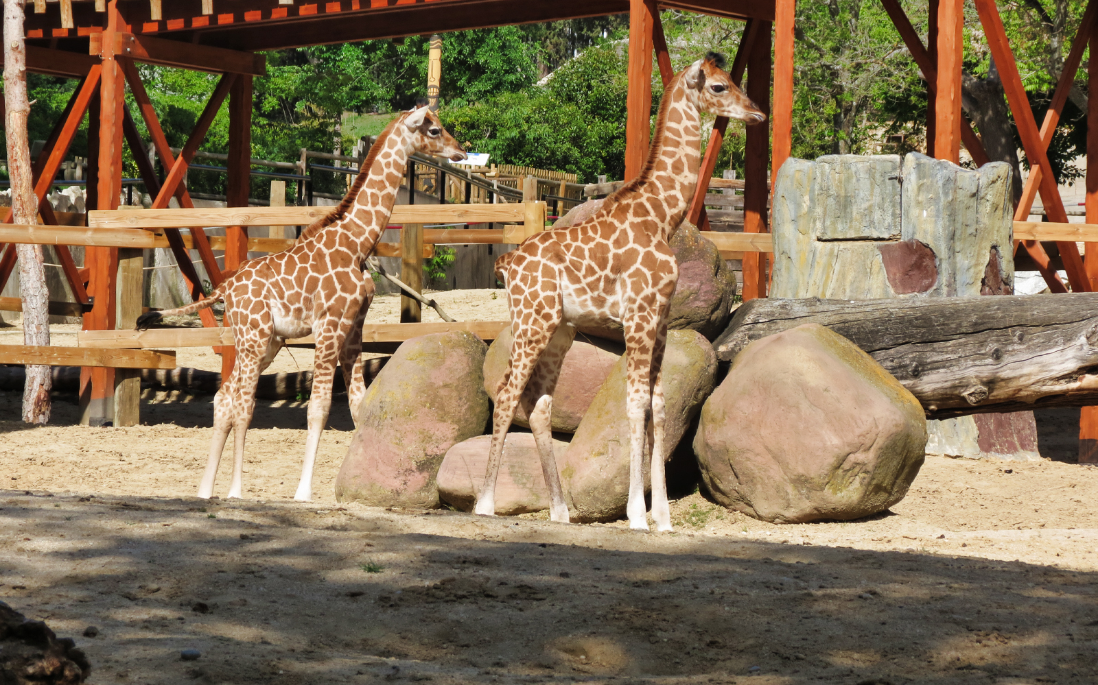 zoo animales luces madrid