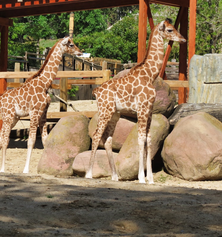 Book Madrid Aquarium Zoo Tickets Covid 19 Updated Zoo Aquarium De Madrid Book Madrid Aquarium Zoo Tickets Covid 19 Updated Zoo Aquarium De Madrid